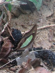 Polyura