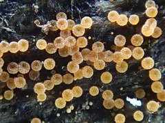 Hydropisphaera