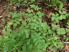 Amorpha ouachitensis