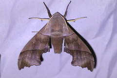 Polyptychus trilineatus