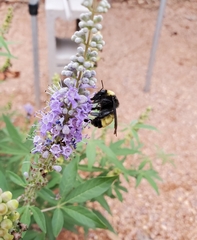 Bombus pensylvanicus