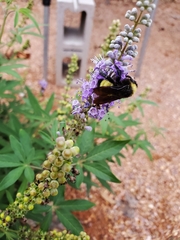 Bombus pensylvanicus