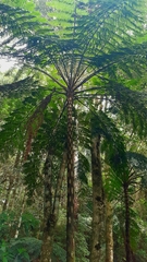 Sphaeropteris