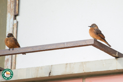 Hirundinea ferruginea