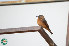 Hirundinea ferruginea