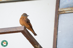 Hirundinea ferruginea