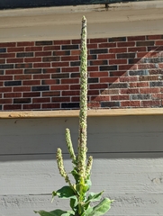 Verbascum thapsus