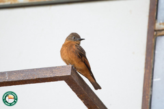 Hirundinea ferruginea