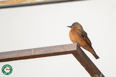 Hirundinea ferruginea