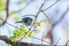 Conirostrum speciosum