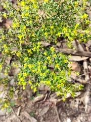 Pimelea hewardiana