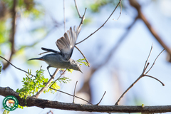 Conirostrum speciosum