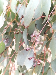 Eucalyptus baueriana thalassina