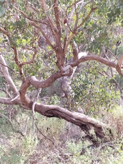 Eucalyptus baueriana thalassina