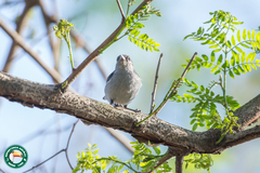 Conirostrum speciosum