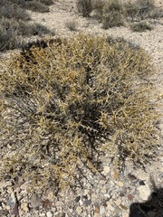 Hecastocleis shockleyi