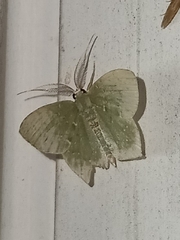 Chloropteryx tepperaria