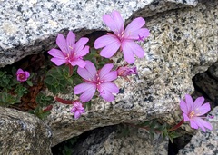 Epilobium obcordatum