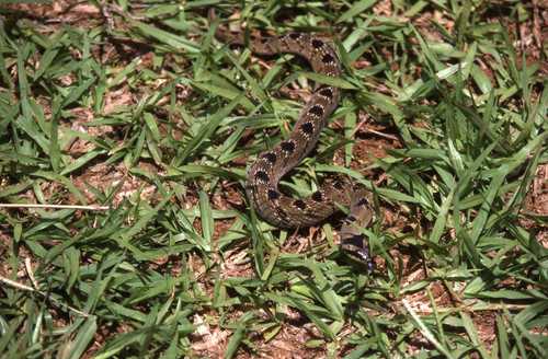 Causus defilippii