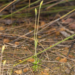 Thelymitra uliginosa