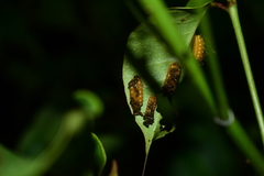 Notozona