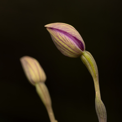 Thelymitra uliginosa