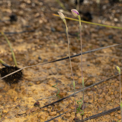 Thelymitra uliginosa