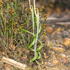 Thelymitra uliginosa