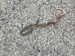 Coluber constrictor oaxaca