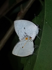 Iaspis andersoni