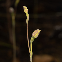 Thelymitra uliginosa