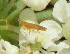 Frankliniella