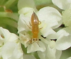 Frankliniella