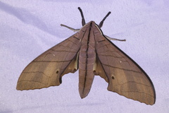 Marumba cristata