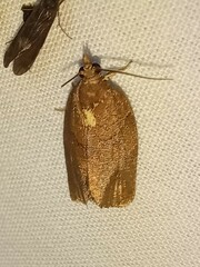 Argyrotaenia juglandana