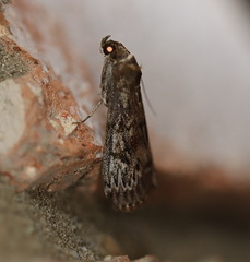 Hypsipyla robusta