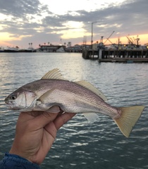 Genyonemus lineatus