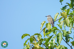 Tyrannus melancholicus