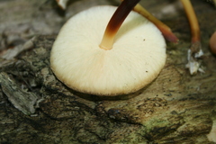Marasmius cohaerens lachnophyllus