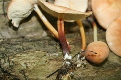 Marasmius cohaerens lachnophyllus