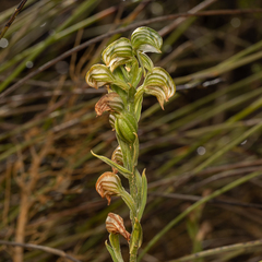 Pterostylis vittata