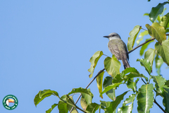 Tyrannus melancholicus