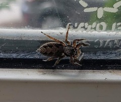 Platycryptus californicus