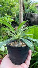 Dorstenia foetida