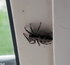 Platycryptus californicus