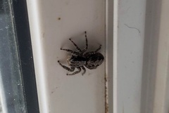 Platycryptus californicus