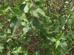 Commicarpus scandens