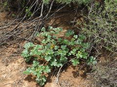 Proboscidea althaeifolia