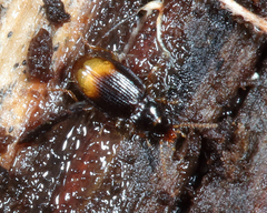 Mioptachys flavicauda