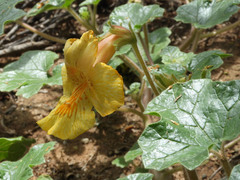 Proboscidea althaeifolia